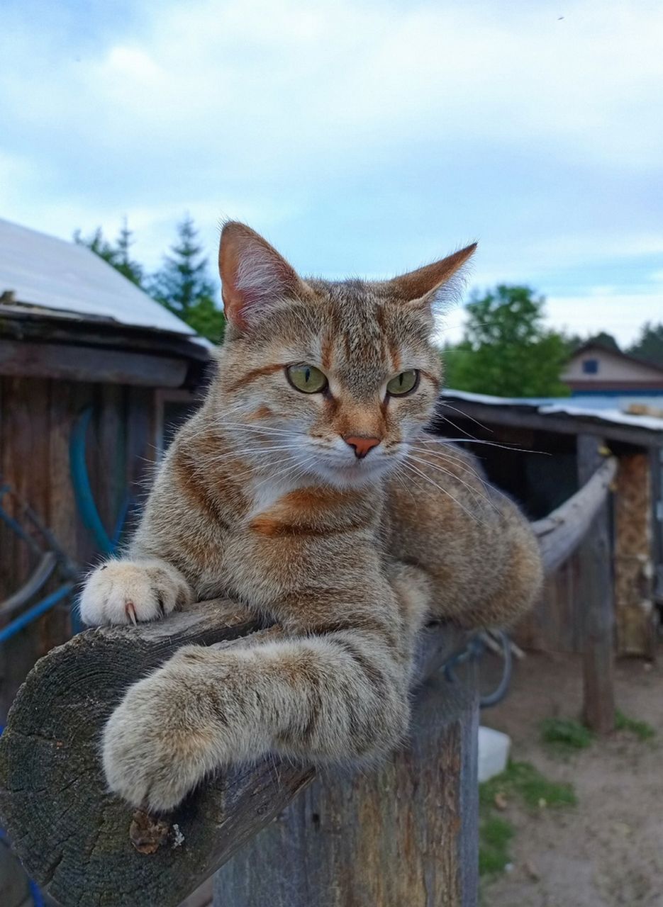 SOS Крик о помощи. П...