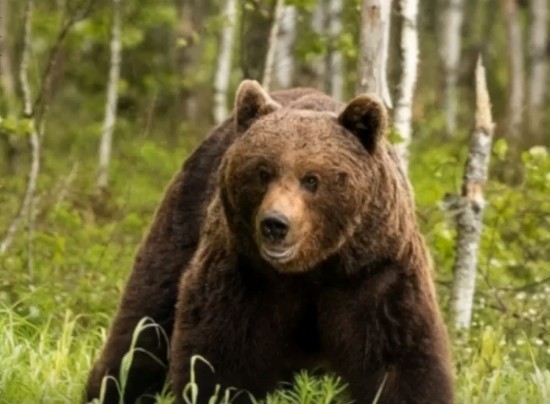 Уважаемые  жители  Гусь-Хрустального района! В лесных массивах Гусь-Хрустального района отмечено присутствие бурого  медведя. Будьте внимательны и бдительны, находясь  на  природе!