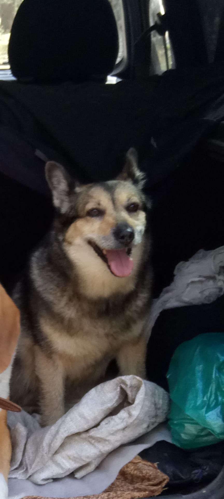 В районе старого военкомата пропала собака