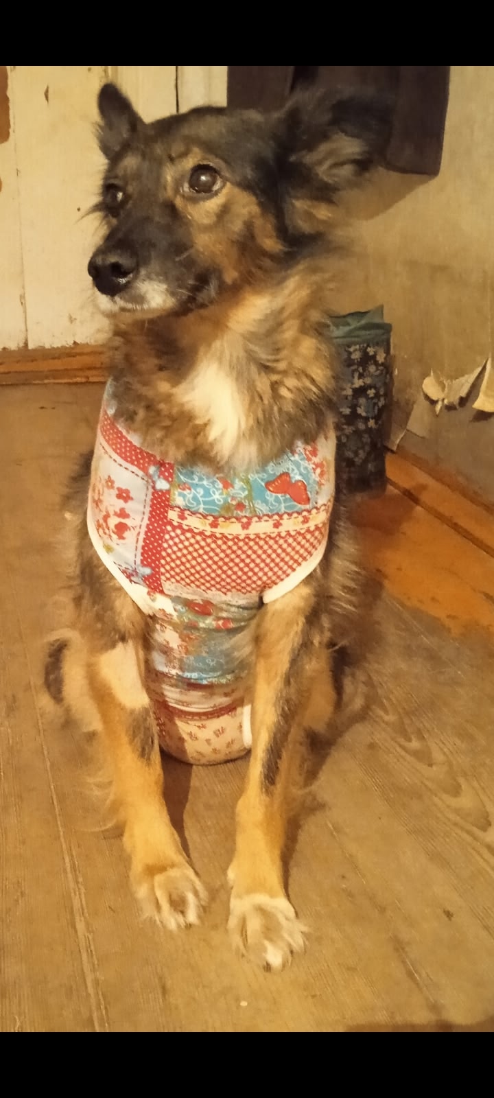 Пропала собака, зовут Жуля