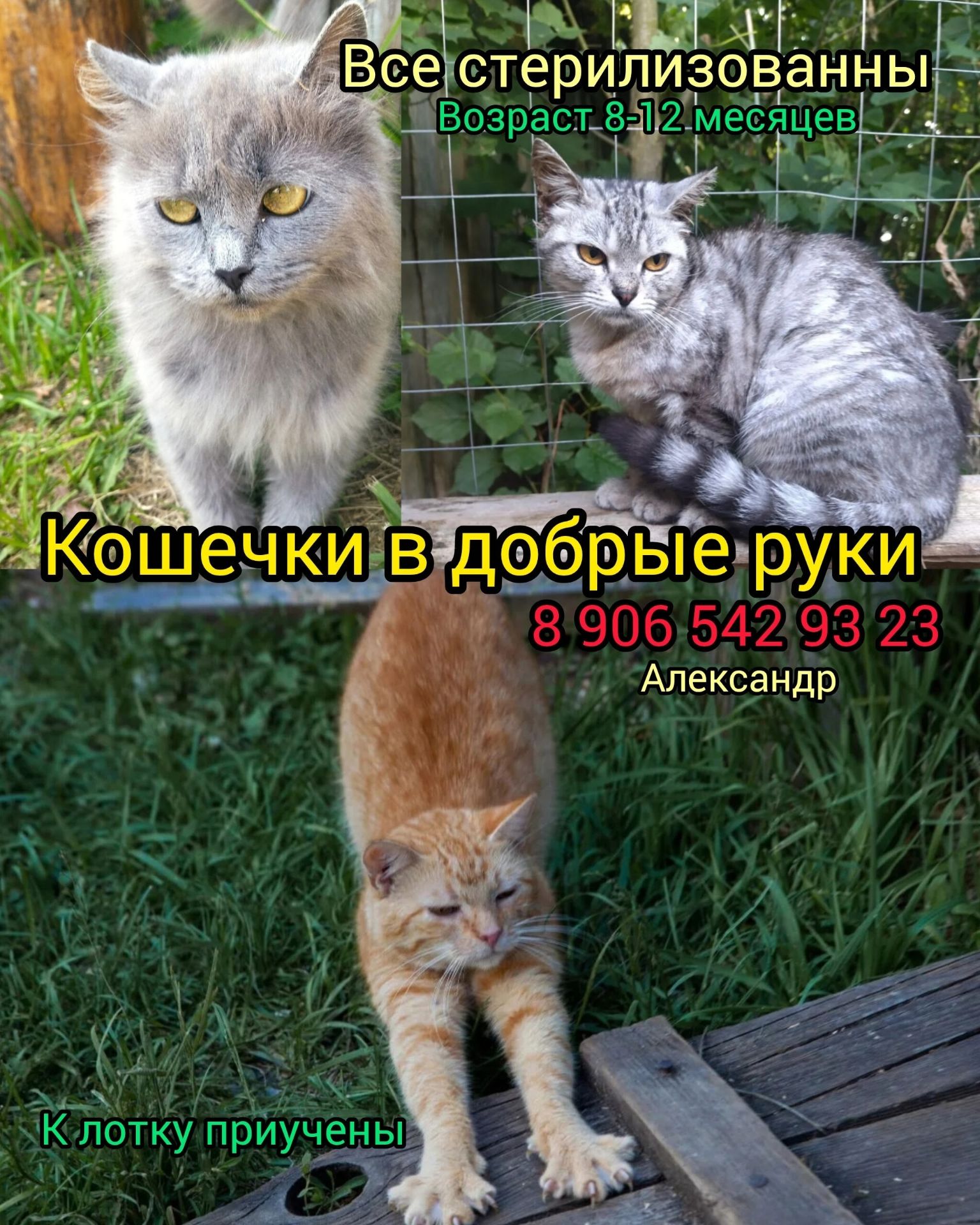 В поисках дома три к...
