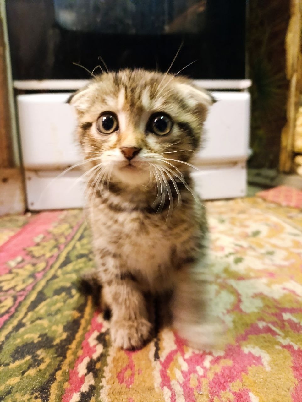 Потерялась кошка вислоухая девочка около роддома