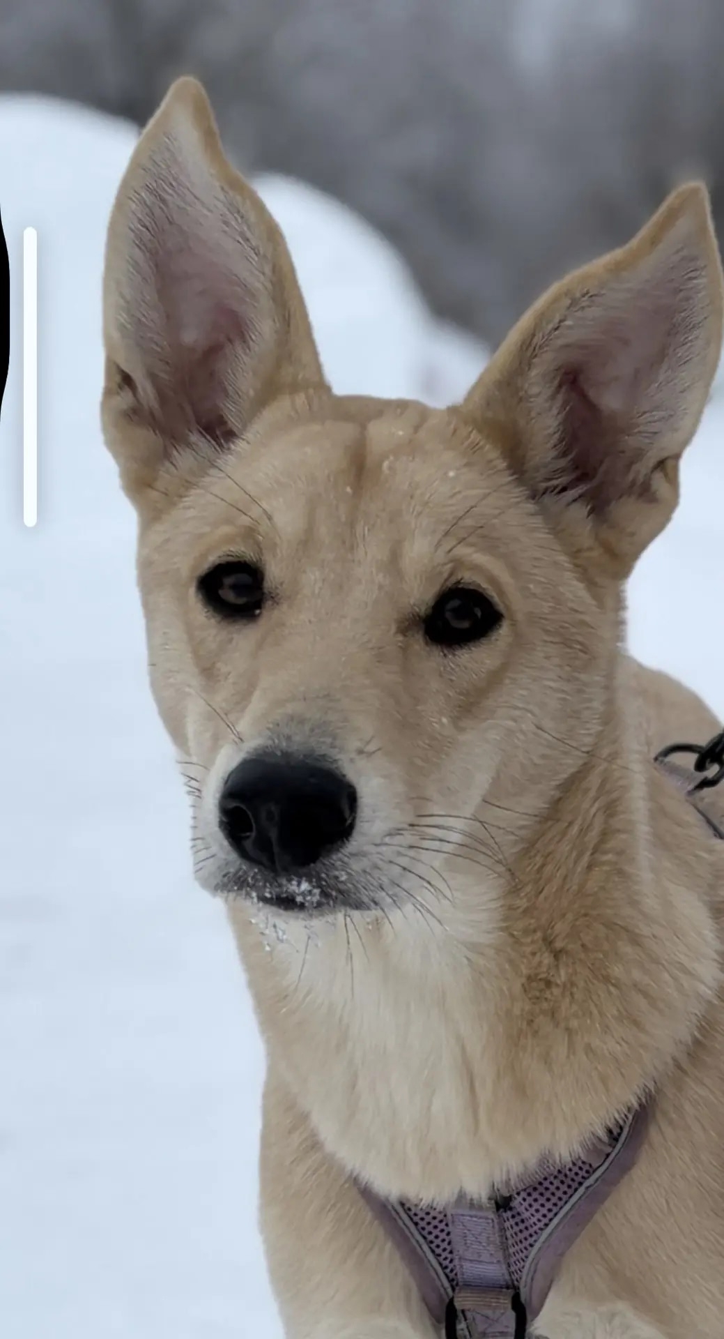 Изящная и статная Ли...