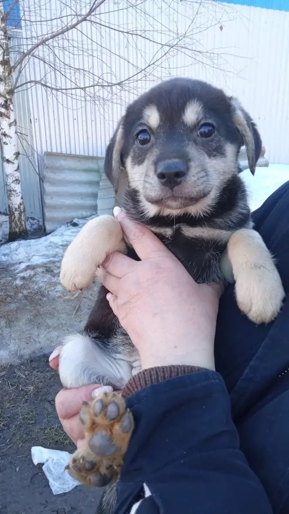 Отдаем щенков только...