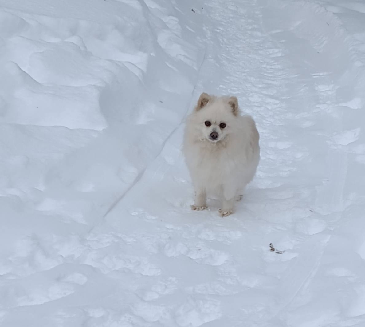 Убежали шпицы. Видел...