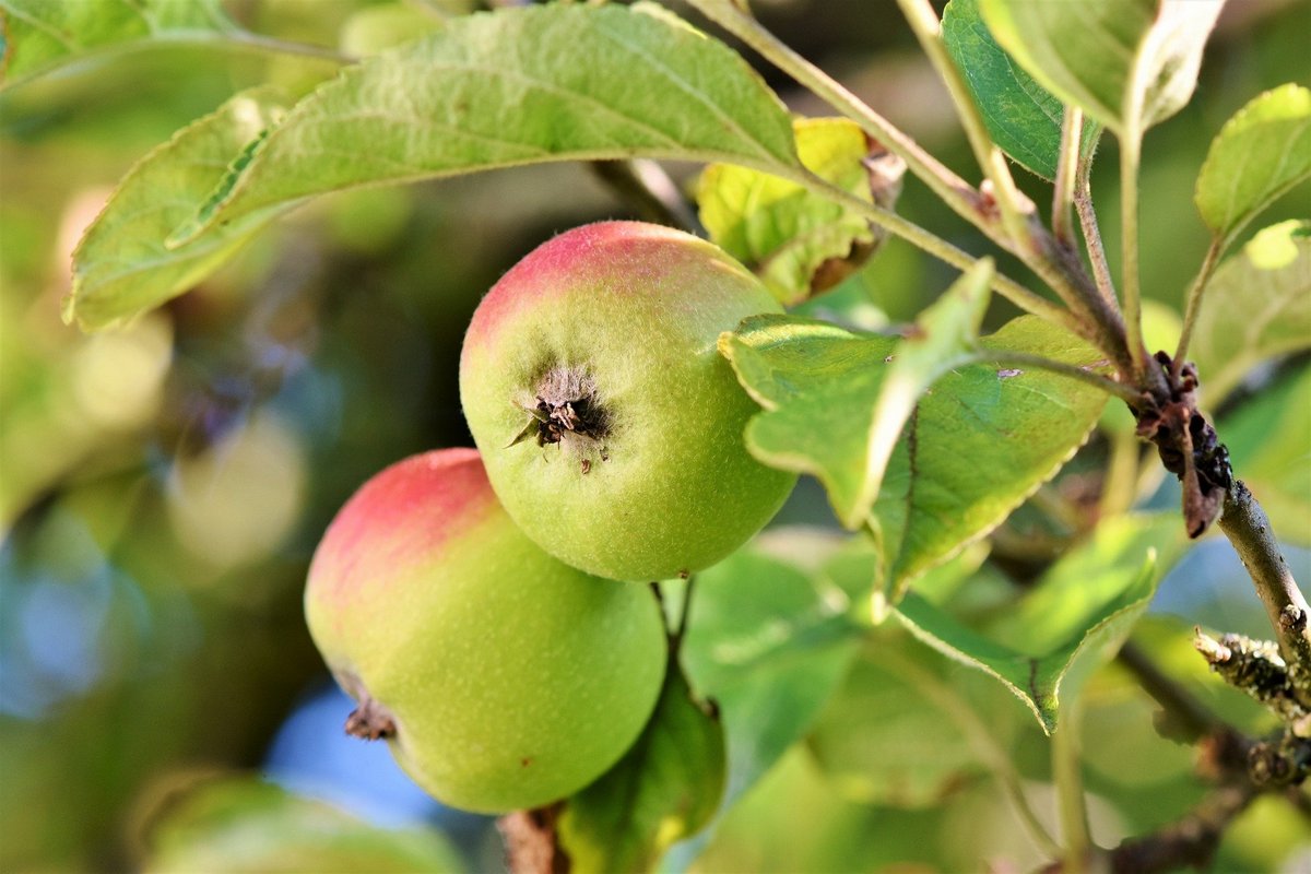 В Россельхозцентре назвали сорта яблонь, подходящих для...