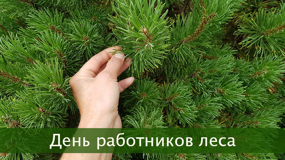 День работников леса (третье воскресенье сентября)