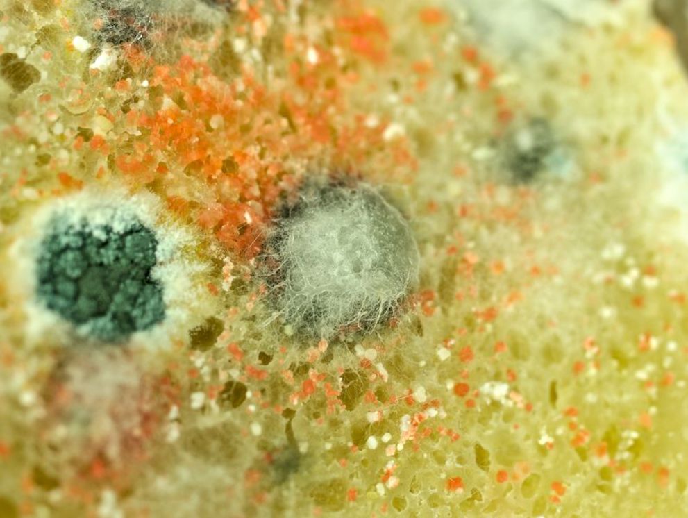 Как плесень разрушает дом и вредит здоровью