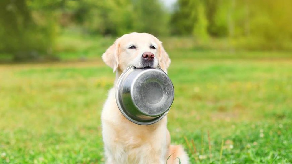 Как подобрать корм собаке