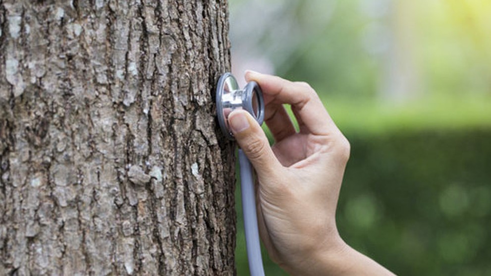 Защита и восстановление  деревьев с помощью стволовых инъекций Mauget