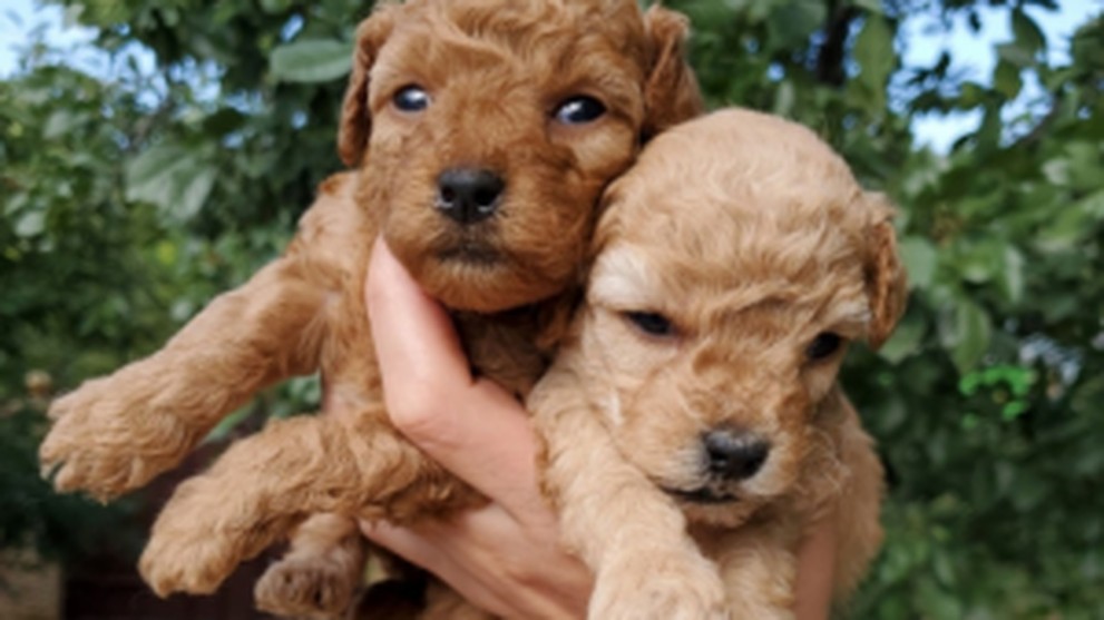 Объявления Германия