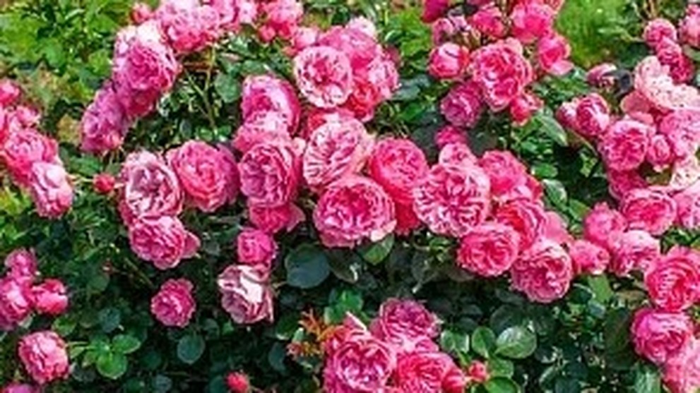 Саженцы и семена из магазина «Долина Растений»