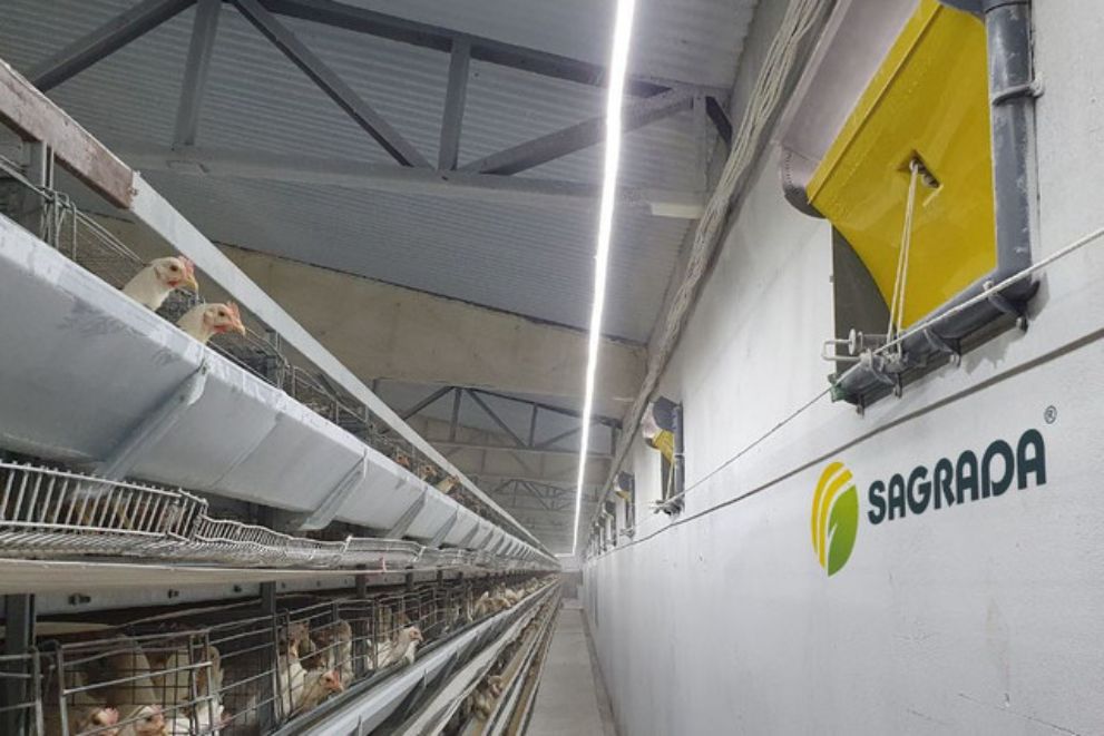 Содержание кур на птицефабрике