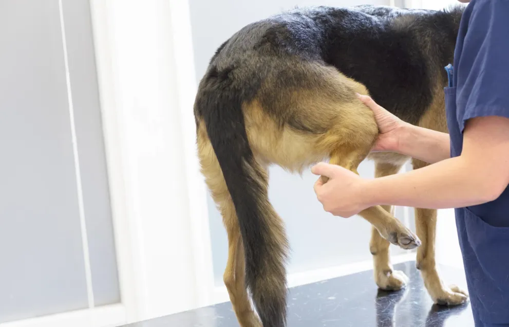 Рентген для животных: когда нужен и что учитывать