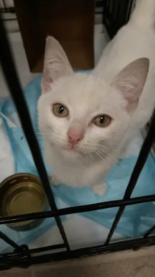 Стерилизация кошки: цены, показания и подготовка