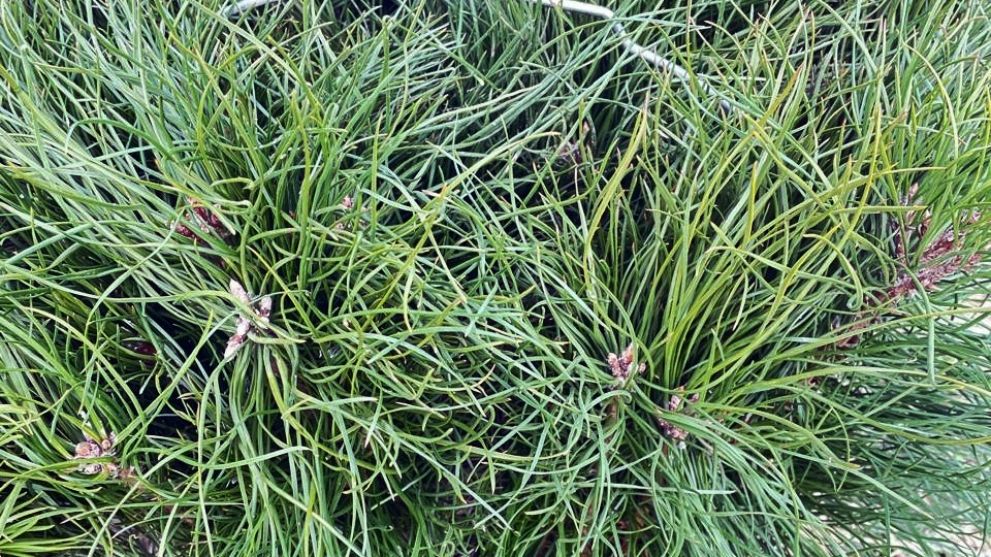 По нацпроекту «Эколо...