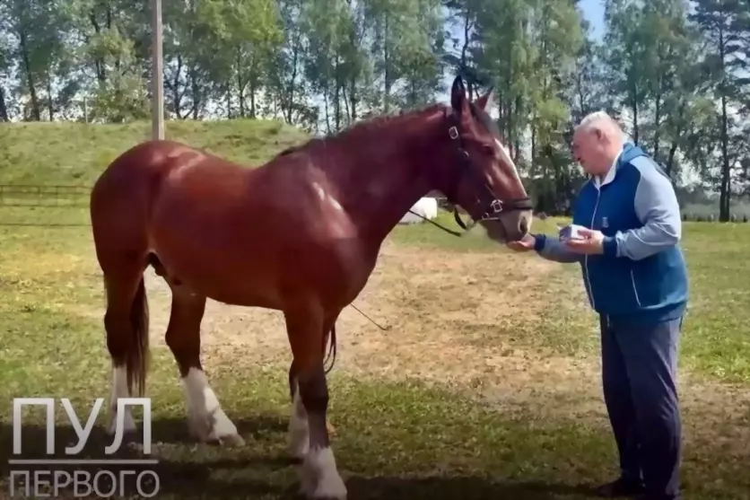 Президент Республики...