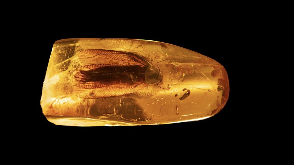 На Янтарном комбинат...