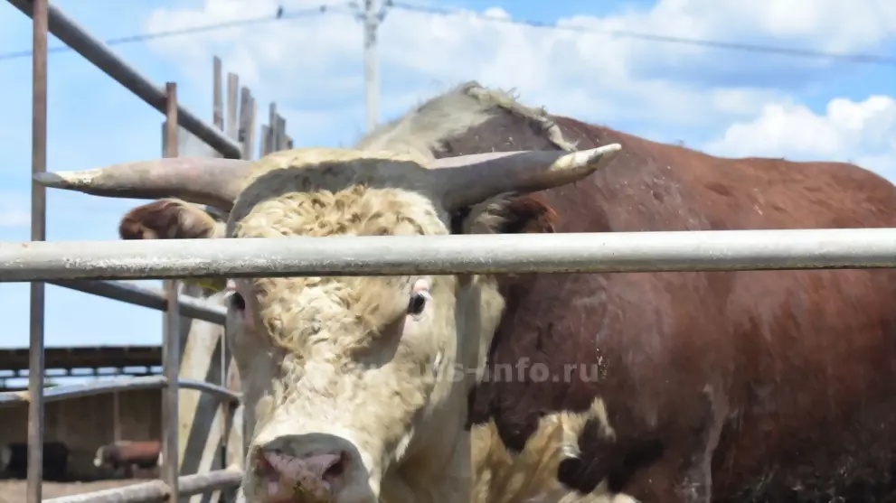 Мраморную говядину у...