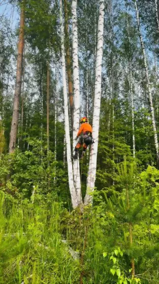 Обработка лесов от н...