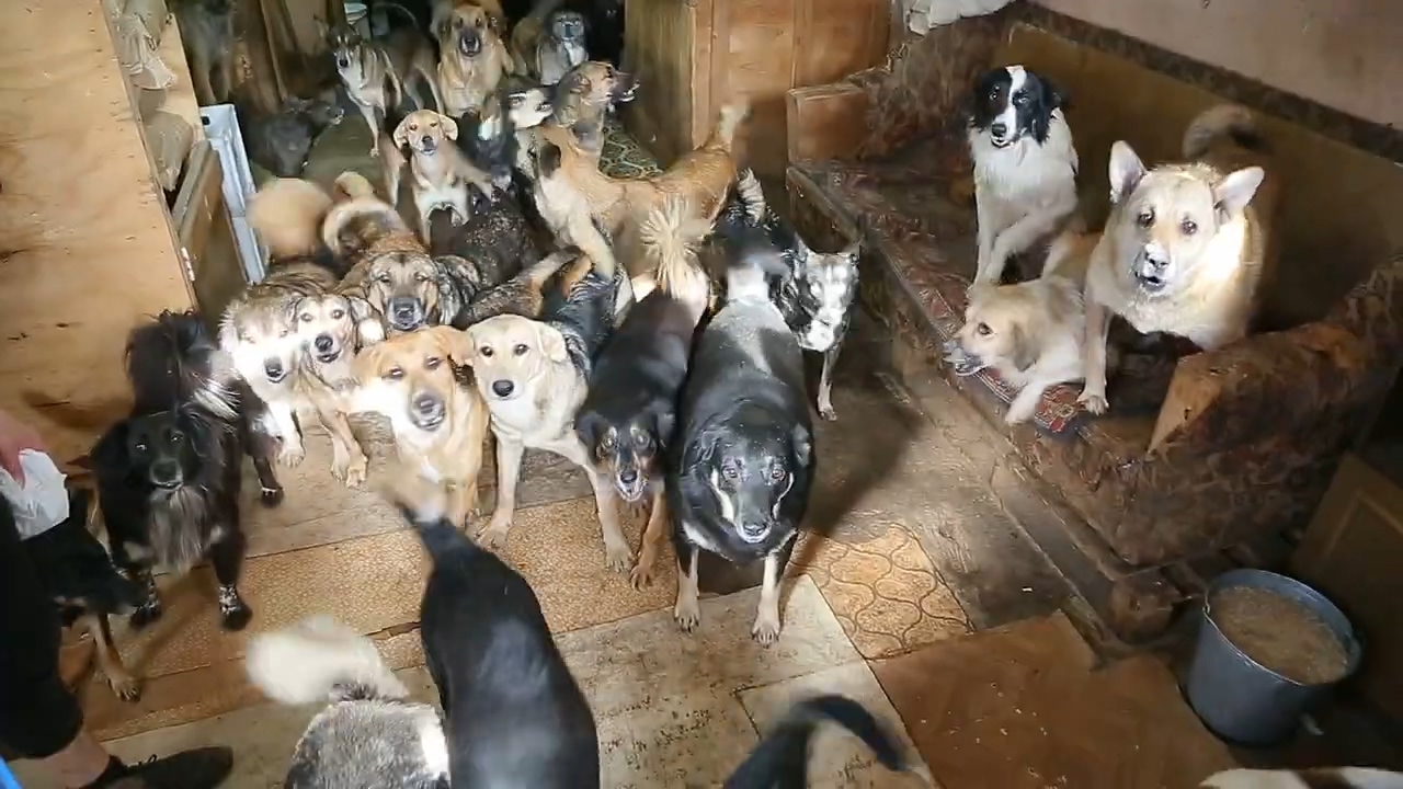 В Гусь-Хрустальном муниципальном приюте погибают 340 собак и 49 кошек