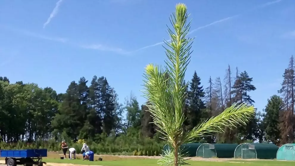 Во Владимирской обла...