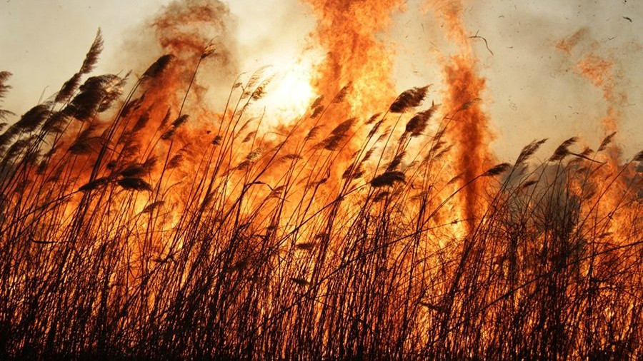 Департамент лесного...