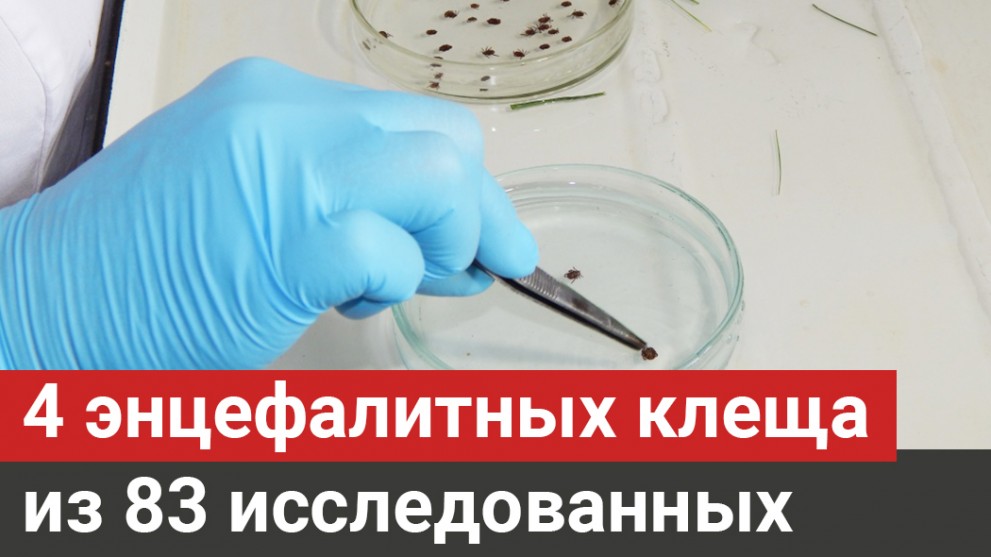 Во Владимирской обла...