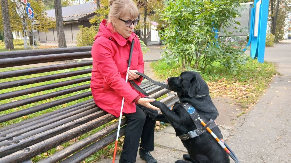 Лабрадор – «компас»...