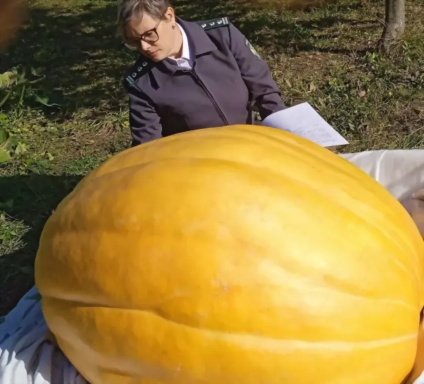 Тыква весом 2 центне...