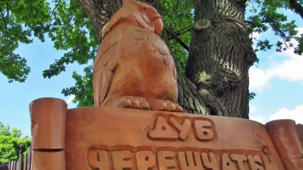 Программе "Деревья -...