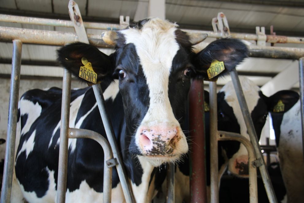 Владимирская область...