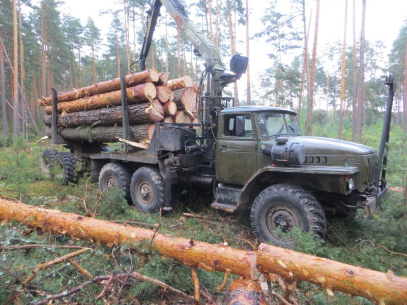Следователи предъявили местному жителю обвинение в незаконной рубке лесных насаждений
