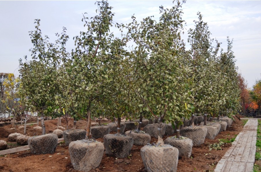 Во Владимирскую область поступили 5300 саженцев яблони и голубики из Республики Беларусь