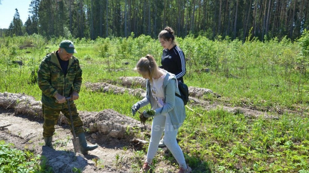 270 тысяч сеянцев ле...