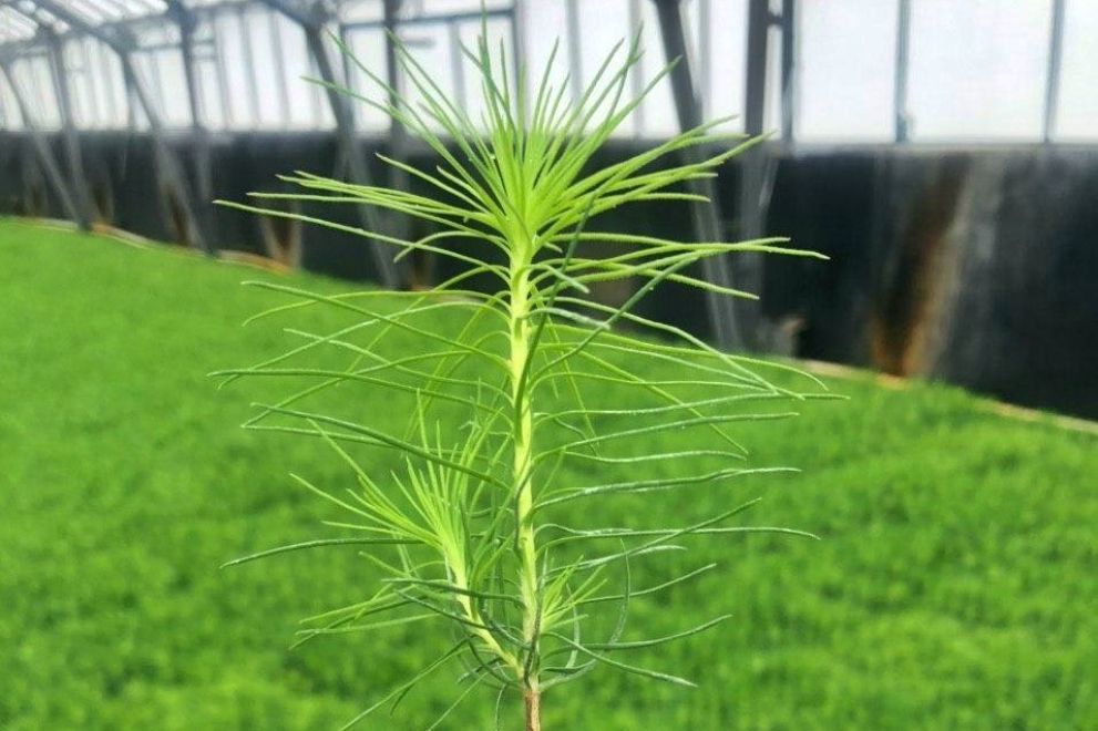 Во Владимирской обла...