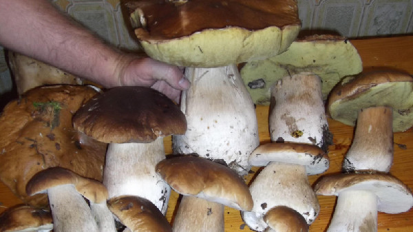 "Белый генерал"