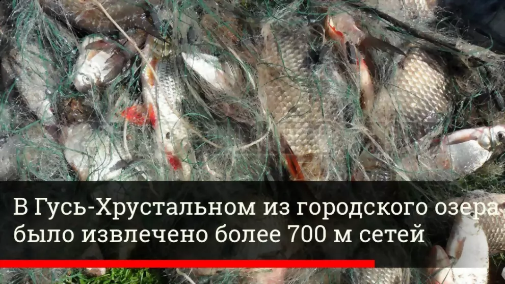 Из городского озера...
