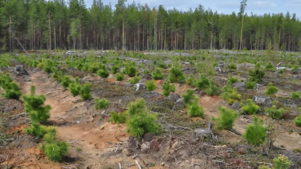 В регионе в 2022 год...