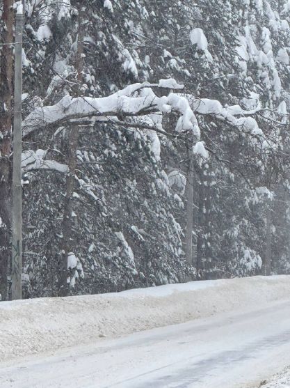 Просьба отреагировать соответствующие службы по спилу аварийных деревьев