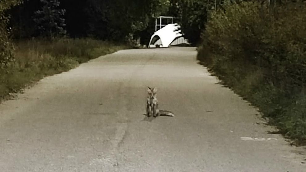 Лисëнок на набережной встретился 🦊