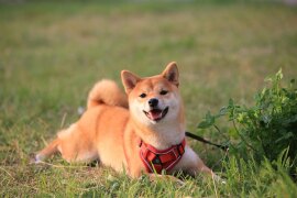 07.08 День любви , семьи и верно