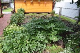 Добрятино16.08.2024_756200041.JP