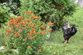 Добрятино16.08.2024_756200007.JP