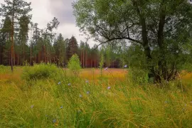В городской черте.