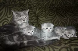 Счастливая семья