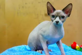 Канадский сфинкс, выставка кошек в г.Владимир.