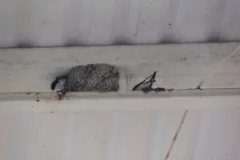 Ласточкины гнёзда на Лукойловской заправке по ул.Курловская