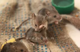 Отдам шестерых диких и добреньких мышат в добрые руки
