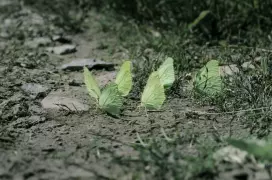 Лимонницы (Крушинницы)